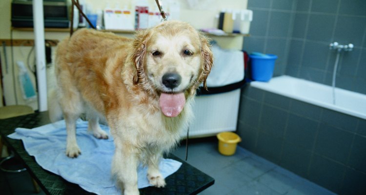 Verrugas caninas podem se assemelhar a carrapatos