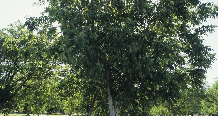 An adolescent walnut tree in an orchard setting