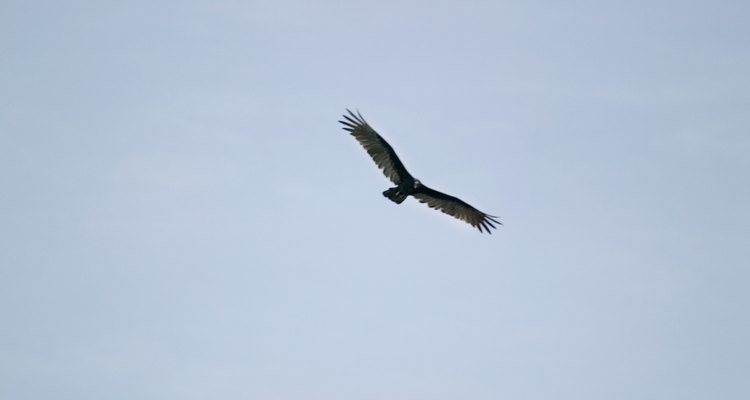 Las águilas reales son veneradas en muchas partes de su zona de hábitat.