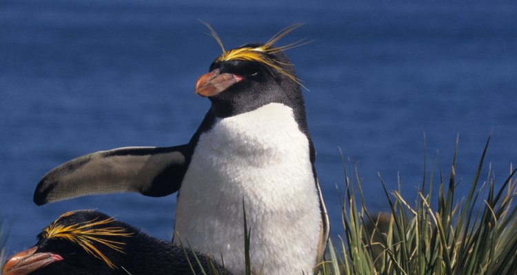 Los pingüinos macaroni son una de las especies de aves más sociables del mundo y pueden llegar a formar grandes colonias.