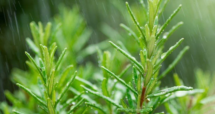 Fresh Rosemary Herb, close-up with water drops in motion