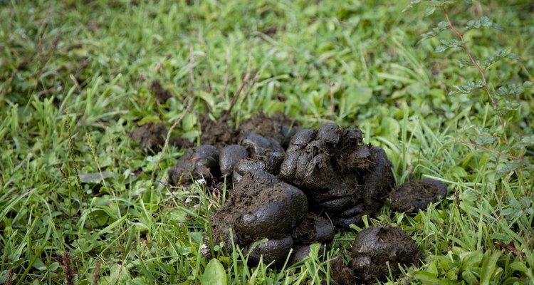 Process horse manure before putting it on your garden.