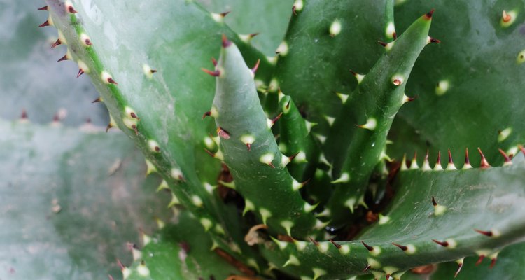 Aloe Vera Plant - close up