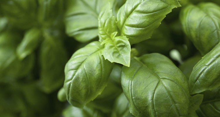 fresh basil leaves