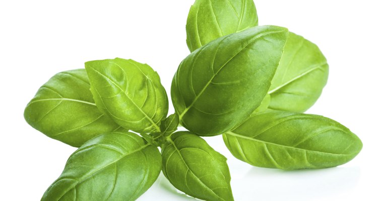 White spots on basil leaves can be a problem.