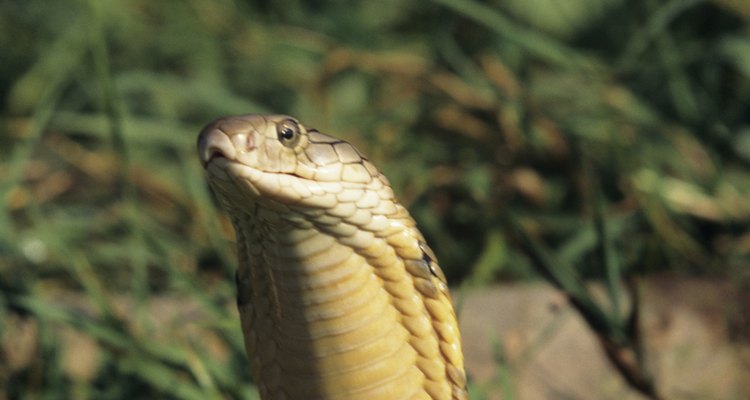 Las cobras real son las más grandes de la familia cobra.