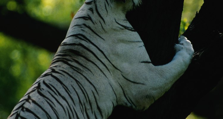 El tamaño del territorio de un tigre depende la cantidad de presas disponibles.