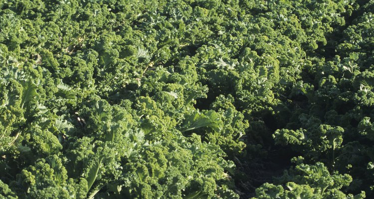 Field of kale