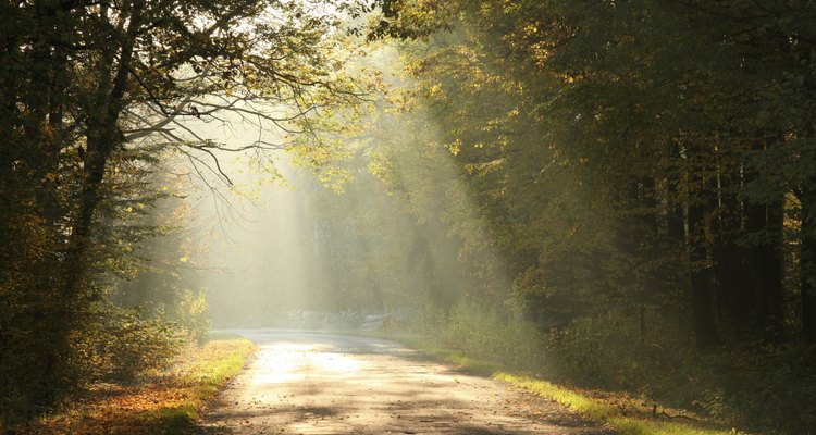 Forest road in autumn morning