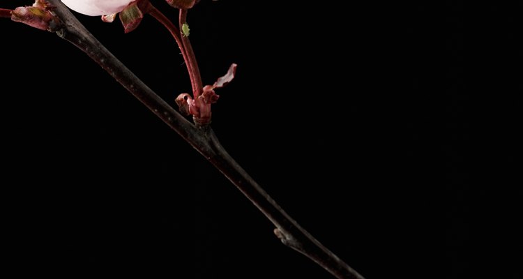 Cherry trees cause symptoms of plant poisoning upon ingestion.