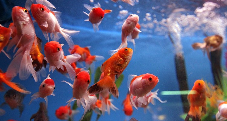 Without a mesh cover, fish can jump out of an open tank.