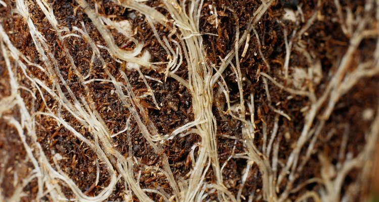 Los nematodos de las agallas de las raíces causan lesiones que afectan el crecimiento de la planta.