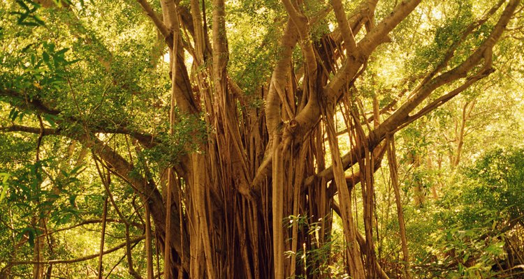 Banyan seeds usually germinate in free-draining tree branch pockets.