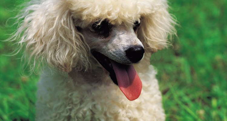 El color del pelaje de un caniche cambia conforme crece de cachorro a adulto.