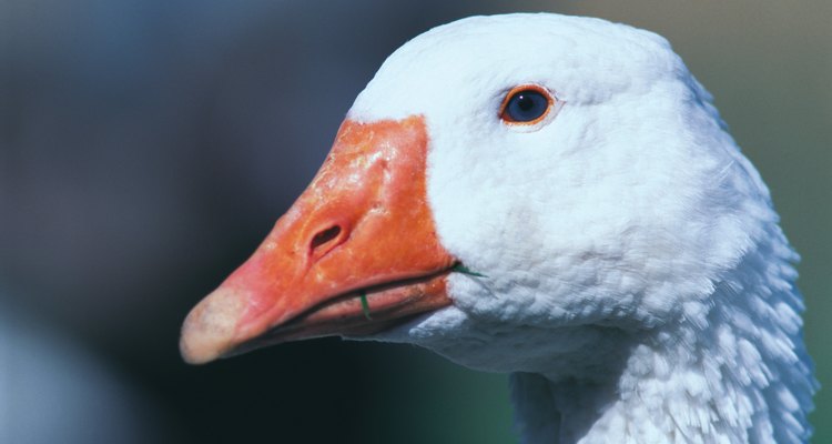 Anyone can learn how to debone a goose.