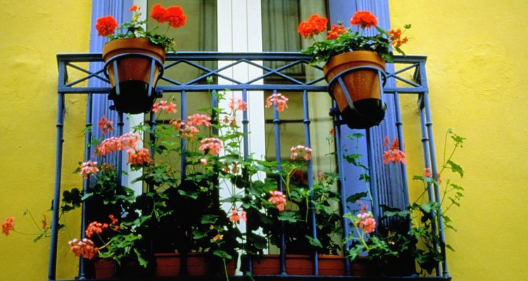 Los geranios adornan los balcones en muchas partes del mundo.
