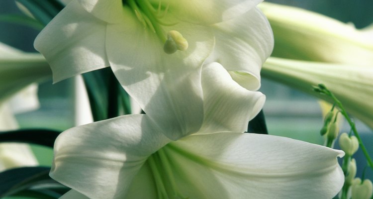 Além da beleza das flores, lírios também apresentam riscos para saúde se ingeridos