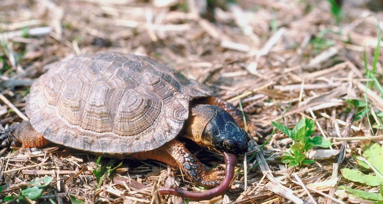 Las tortugas de orejas rojas en estado silvestre cazan su comida. Ofrecérles comida viva cuando están en cautiverio les ayudará a ejercitar sus instintos naturales.