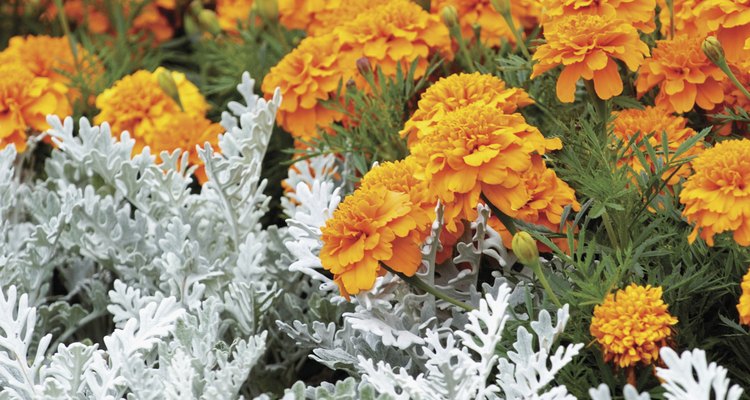Dusty Miller in the foreground contrasts well with bright, sunny marigolds.
