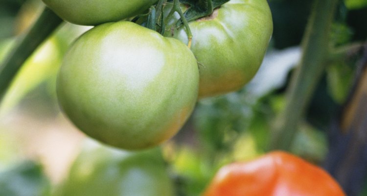 Tomates que continuam verdes na videira são a ruína de qualquer jardineiro que se preze