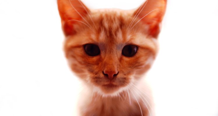 El comportamiento de un gato "orange tabby" depende principalmente de su socialización a temprana edad.