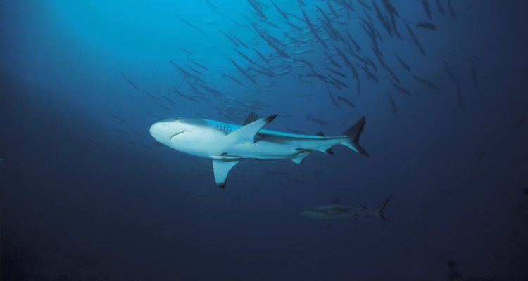 Los tiburones tienen varios procesos diferentes para adaptarse.
