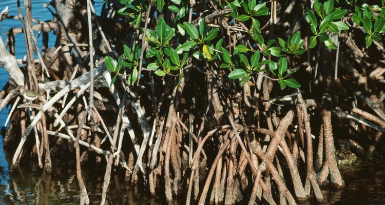 Los manglares son encontrados en el borde del océano, especialmente en Florida.