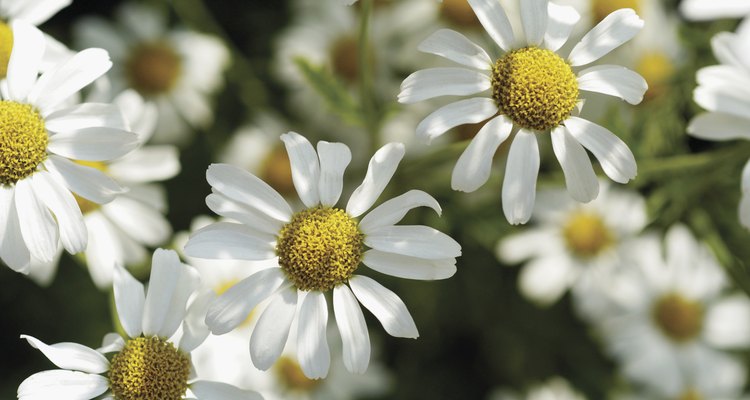 Las flores de las manzanillas son pequeñas pero muy olorosas.