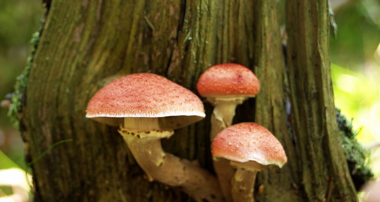Muchas especies de hongos desempeñan funciones útiles e incluso benéficas.