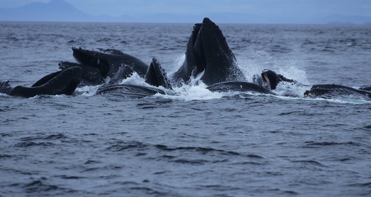 Algumas baleias se alimentam de fitoplânctons