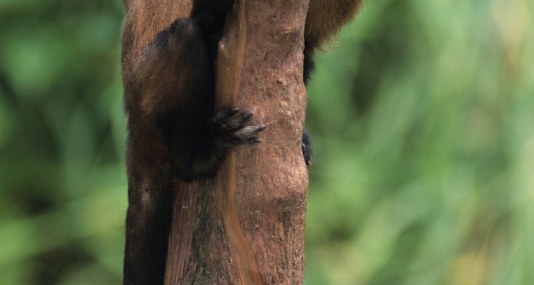 A los monos capuchinos les gusta dormir en las ramas.