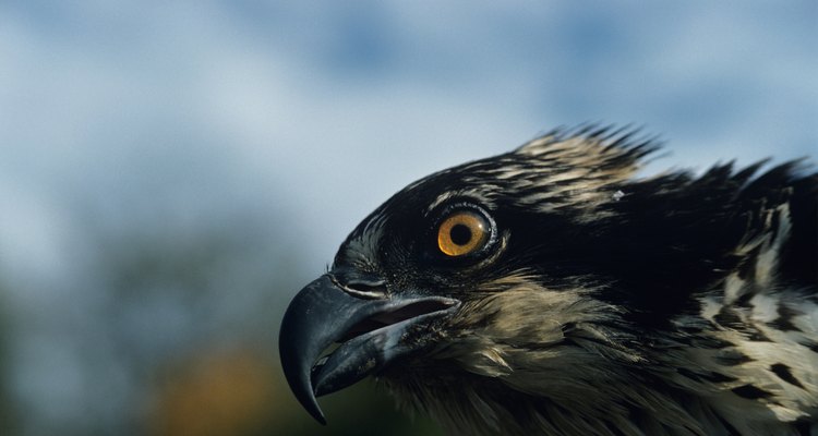 Las águilas pescadoras se encuentran en todos los continentes a excepción de la Antártida.