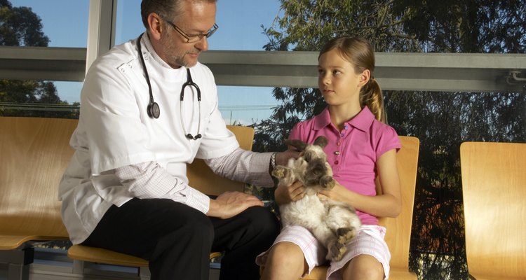 Un veterinario ayuda a prevenir y a tratar problemas de salud en los animales.