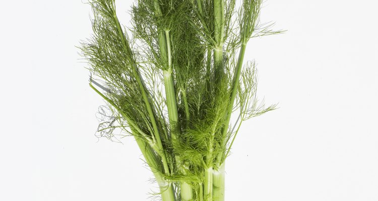 Fennel is an excellent addition to many dishes and can used as both a vegetable and a spice.