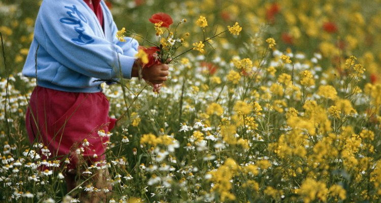 Ayúdalos a plantar algunas plantas que desprendan un aroma encantador como la menta, las flores de lavanda o las flores de un buen aspecto.