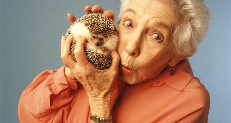 Hedgehog owners will find that their pet can eat just about anything they can.