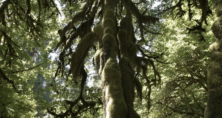 El Hoh Rain Forest es un bosque templado lluvioso con una densidad de árboles centenarios.