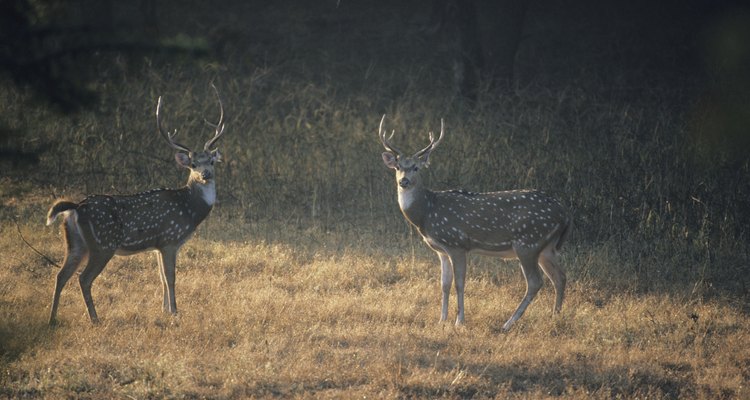 Veados chitais estão entre as presas preferidas do tigre de Bengala