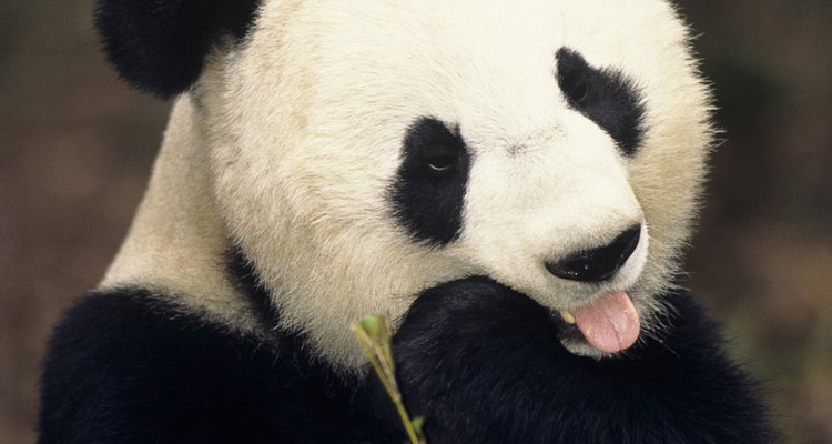 Los pandas comen constantemente