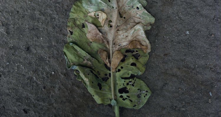 Mealybugs and other insects can damage plant leaves.