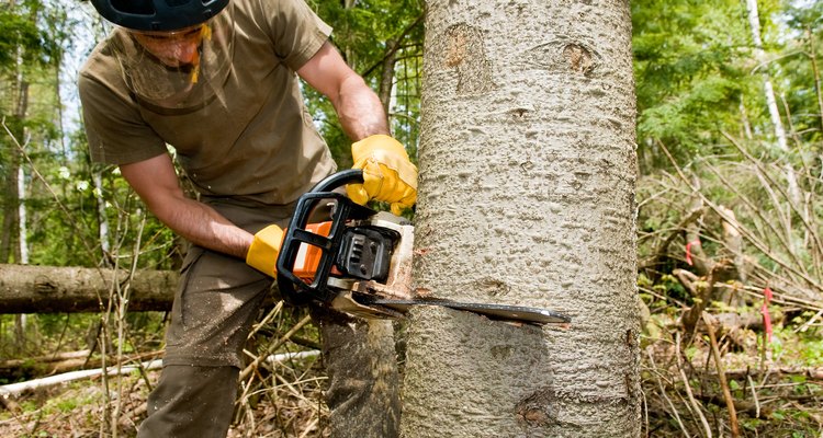 Técnicas de corte de árboles y tipos de cortes |