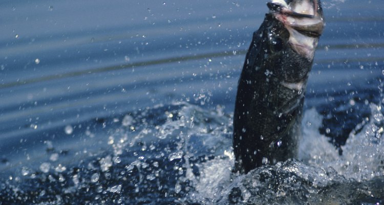 Campamento y pesca en el Lago O 'the Pines.