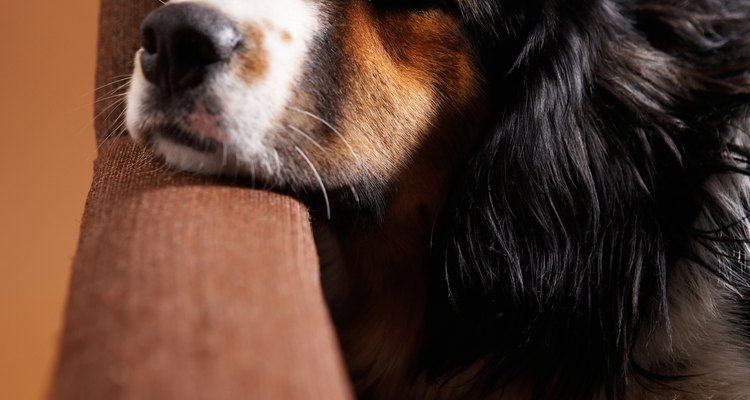 La aspirina puede producir malestar estomacal en los perros.