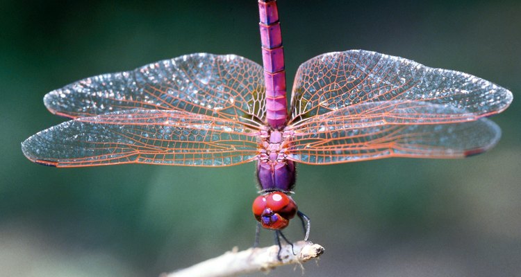 En climas calurosos las libélulas señalan su cola hacia arriba para reducir al mínimo el área de superficie expuesta al sol.