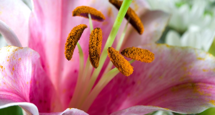 Los lirios son la flor perfecta para aprender sobre la polinización debido a sus órganos reproductivos prominentes.