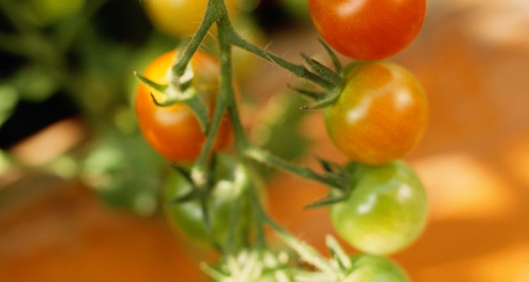 Los gusanos del fruto del tomate es una de las plagas del tomate más graves.