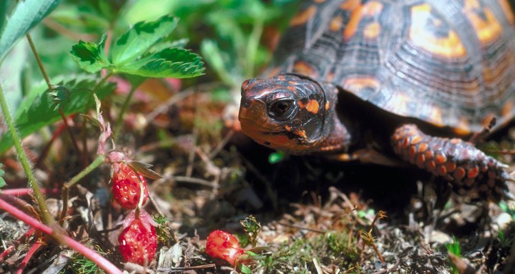 Las frutillas silvestres forman parte de la alimentación de animales pequeños y pájaros.