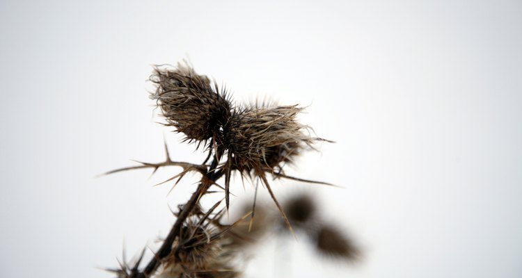 Several types of weed have thorns that can cause injuries.