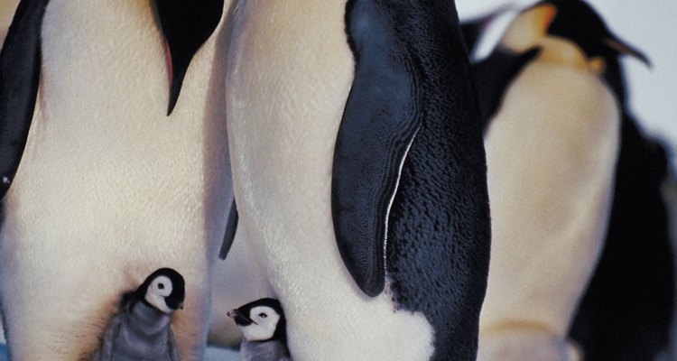Pinguins-imperadores machos e fêmeas só escolhem um parceiro a cada ano