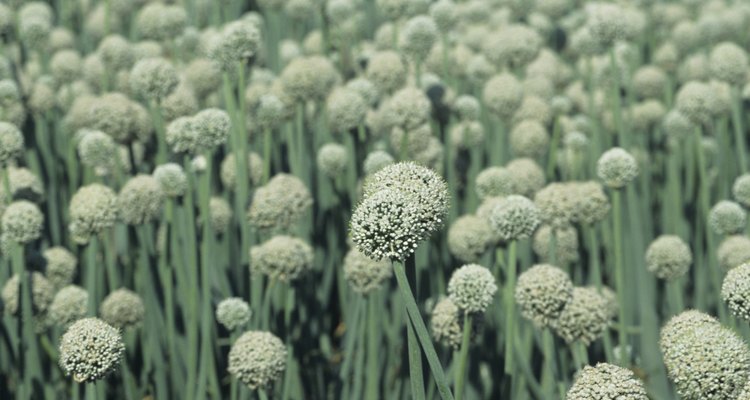 Flores en un cultivo de ajos.